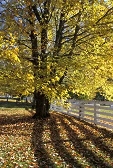 NA, USA, Vermont Maple and fence
