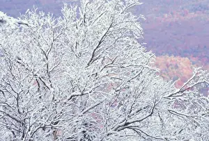 Birch Tree Prints: NA, USA, Vermont, near E. Burke Fresh snowfall on birch, Burke Mountain
