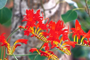 NA, USA, WA, KingCounty, Seattle, Garden, Crocosmia Lucifer