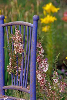 Hope Prints: NA, USA, WA, KingCounty, Seattle, Garden, Mixed Flowers & Old Chair