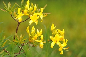 Images Dated 24th March 2005: NA, USA, WA, KingCounty, Seattle, Garden, Yellow Azalea