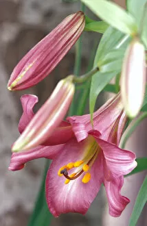 Images Dated 24th March 2005: NA, USA, WA, KingCounty, Seattle, Trumpet Lily