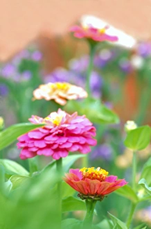 Images Dated 24th March 2005: NA, USA, WA, KingCounty, Seattle, Zinnia