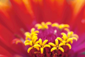 Images Dated 24th March 2005: NA, USA, WA, Seattle, Whirligig Zinnia