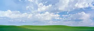 Rolling Hill Prints: NA, USA, WA, Spring Peas and Wheat Fields Whitman County