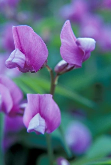 Images Dated 5th January 2005: NA, USA, WA, Walla Walla County, SE Washington Garden, Sweet pea blossoms