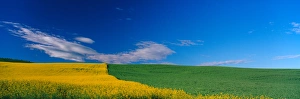 Images Dated 14th September 2006: NA, USA, WA, Whitman County, Colfax, Canola and Wheat Feilds Spring
