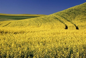 Images Dated 6th January 2006: NA, USA, Washington, Canola Field with tracks