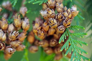 Images Dated 25th August 2005: NA, USA, Washington, Close-up Fir tree and cones