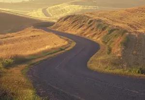 Gravel Prints: NA, USA, Washington, east of Colfax Gravel road through wheat and pea fields