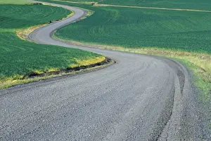 Gravel Prints: NA, USA, Washington, Eastern Washington Curved roadway in wheat field