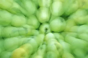 Apple Prints: NA, USA, Washington, Eastern Washington Just-picked apples in orchard
