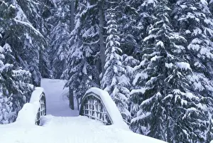 Plant Life Prints: NA, USA, Washington, Eastern Washington Snow-covered bridge and fir trees, winter