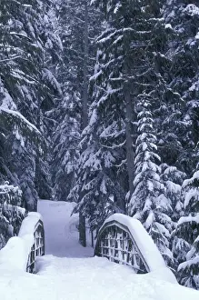 Plant Life Prints: NA, USA, Washington, Eastern Washington Snow-covered bridge and fir trees, winter