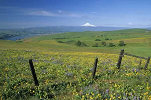 Images Dated 29th August 2006: NA, USA, Washington. Field of arrowleaf balsamroot and lupine on hillside overlooking