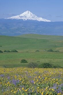NA, USA, Washington. Field of Arrowleaf Balsamroot and Lupine with Mt. Hood in the background