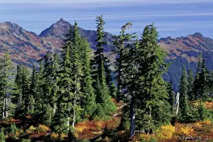 NA, USA, Washington, Heather Meadows RA Fall color at Heather Meadows, with view