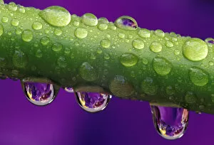 NA, USA, Washington, Issaquah Dew drops on bearded iris stem