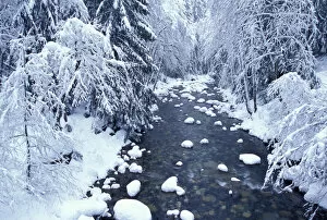 NA, USA, Washington, King County, Fresh snow on Denny Creek