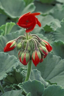 NA, USA, Washington, La Conner Red flower and buds of tango geranium