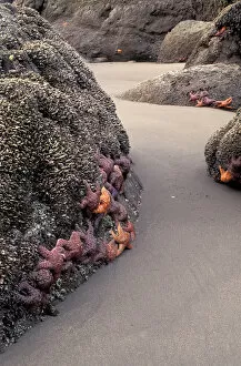 NA, USA, Washington, La Push Sea stars exposed at low tide at Second Beach