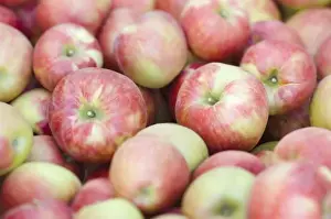 NA; USA; Washington; Lake Chelan; Honeycrisp apples (selective focus)