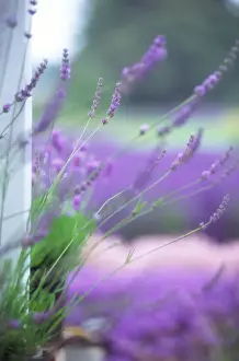 Scent Prints: NA, USA, Washington, Lavender close-up at Lavender farm in Sequim