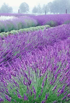 Images Dated 25th August 2005: NA, USA, Washington, Lavender Field, Sequim