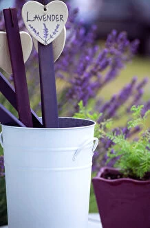 NA, USA, Washington, Lavender signs in buckets at a lavender farm in Sequim