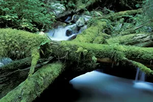 NA, USA, Washington Moss-covered logs and stream