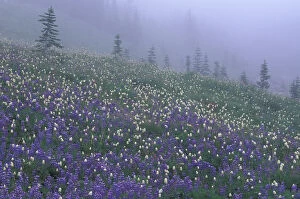 N.A. USA, Washington, Mt. Rainier Nat l Park Lupine and Bistort meadow in