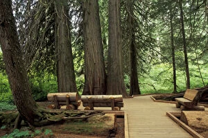 Images Dated 8th March 2004: N.A. USA, Washington, Mt. Rainier Nat l Park Western Red Cedars with trail