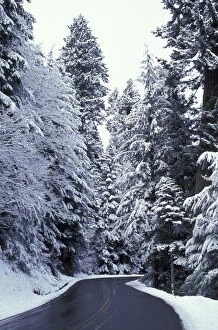 Images Dated 8th March 2004: N.A. USA, Washington, Mt. Rainier Nat l Park Road to Paradise with snow