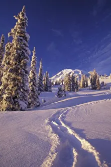 Snow Shoe Prints: NA, USA, Washington, Mt. Rainier NP, Snowshoe tracks in the Paradise area