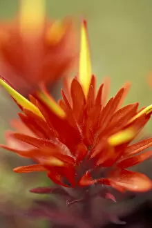 NA, USA, Washington, Mt. Rainier NP Common red paintbrush (Castilleja miniata)