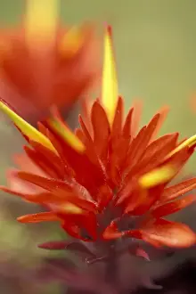 Images Dated 14th April 2004: NA, USA, Washington, Mt. Rainier NP Common red paintbrush (Castilleja miniata)