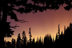 Images Dated 14th April 2004: NA, USA, Washington, Mt. Rainier NP Evergreen silhouettes