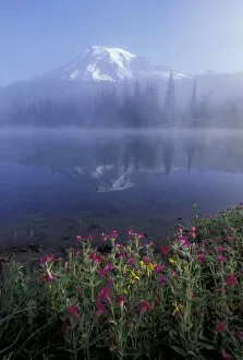 NA, USA, Washington, Mt. Rainier NP Pink monkey flowers and reflection of Mt