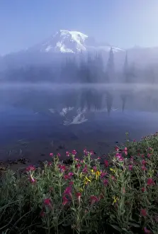 Monkeyflower Prints: NA, USA, Washington, Mt. Rainier NP Pink monkey flowers and reflection of Mt