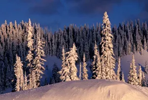 Mountain Side Prints: NA, USA, Washington, Mt. Rainier NP, Winterscape