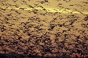 Images Dated 10th May 2004: NA, USA, Washington, near Conway. Snow geese fly at dusk in the Skagit Valley