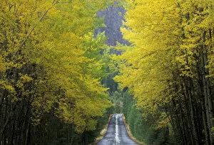 NA, USA, Washington, near White Pass. Teaton River Road with trees in fall color
