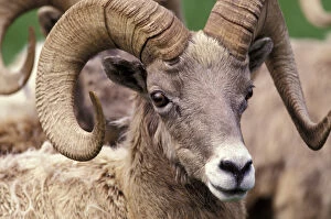 Images Dated 14th April 2004: N.A. USA, Washington, Northwest Trek wildlife park, Eatonville. Bighorn sheep