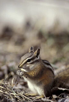 Images Dated 14th April 2004: N.A. USA, Washington, Okanogan County, Methow valley. Ground squirrel