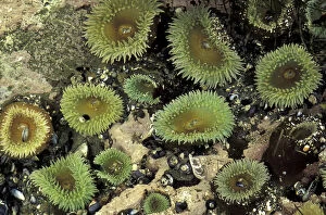 Images Dated 27th October 2003: N.A. USA, Washington, Olympic Nat l Park Giant Green Sea Anemones