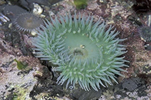 Images Dated 27th October 2003: N.A. USA, Washington, Olympic Nat l Park Giant Green Anemone