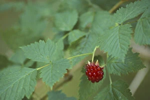 Images Dated 27th October 2003: N.A. USA, Washington, Olympic Nat l Park Ripe Salmonberry Fruit (Rubus spectabilis)