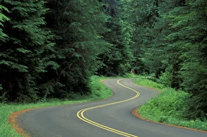 N.A, USA, Washington, Olympic Nat l Park Road winding through forest