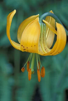 N.A. USA, Washington, Olympic Nat l Park Tiger Lily (Lilium columbianum)