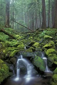 Images Dated 4th November 2004: NA, USA, Washington, Olympic National Park, Sol Duc Rainforest Small stream cascading